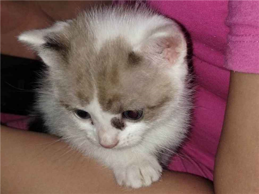 Gato para adoção Fêmea Pequeno Abaixo de 2 meses