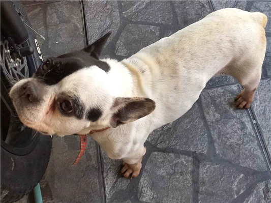 Cachorro cão para adoção Fêmea Médio  6 anos Acima 