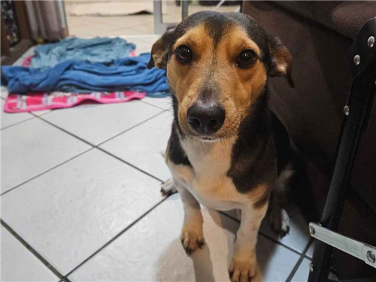 Cachorro cão para adoção Macho Pequeno 3 anos 