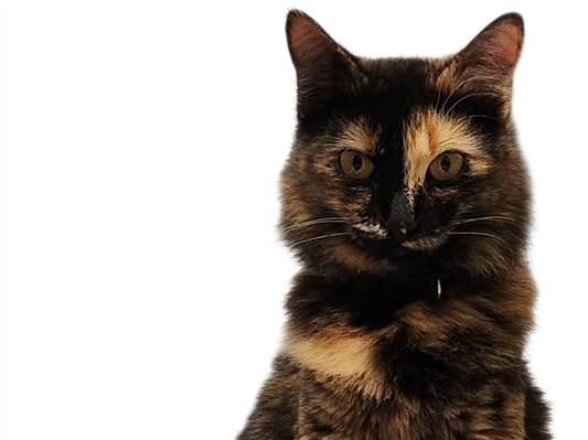 Gato Procura-Perdido Fêmea Médio 7 a 11 meses 