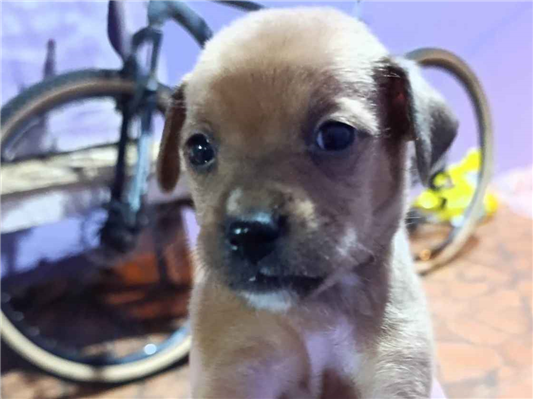 Cachorro cão para adoção Ambos Médio  Abaixo de 2 meses 