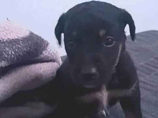 Cachorro cão para adoção Ambos Pequeno 2 a 6 meses 