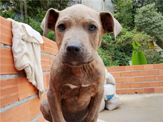 Cachorro cão para adoção Macho Pequeno 2 a 6 meses 