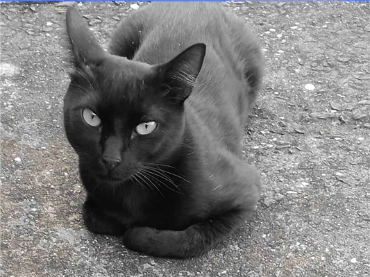 Gato para adoção Macho Pequeno 2 anos