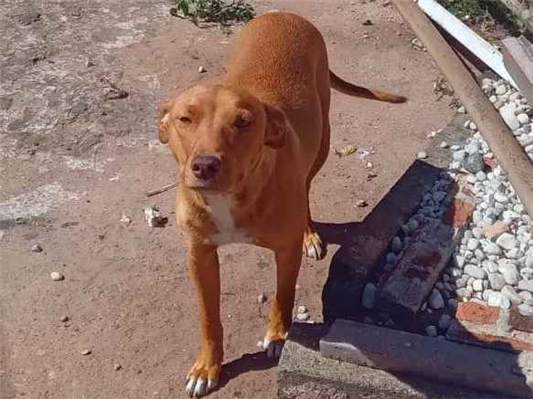 Cachorro cão para adoção Ambos Médio  Abaixo de 2 meses 