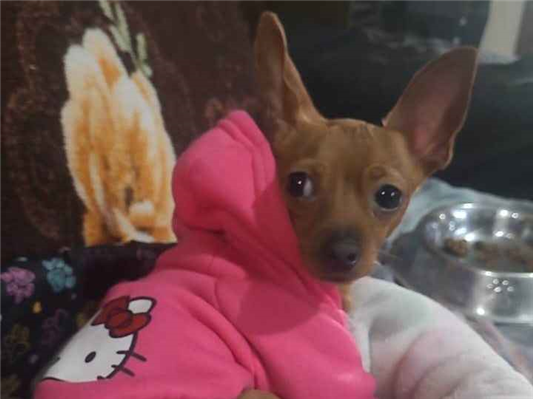 Cachorro cão para adoção Fêmea Pequeno 1 ano 