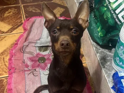 Cao Pinscher Pequeno 2-anos