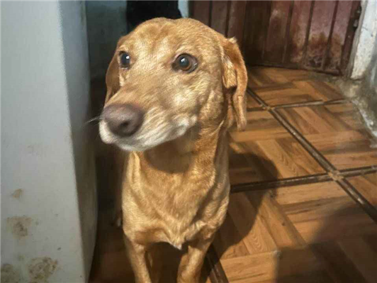 Cachorro cão para adoção Macho Médio  6 anos Acima 