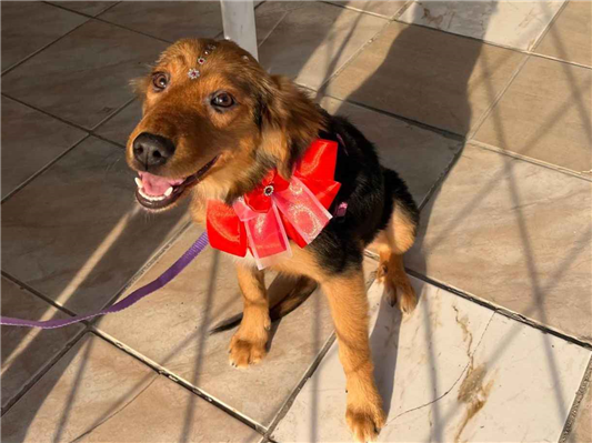Cachorro cão para adoção Fêmea Médio  7 a 11 meses 