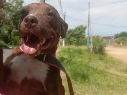 Cao Pit-Bull Medio 4-anos