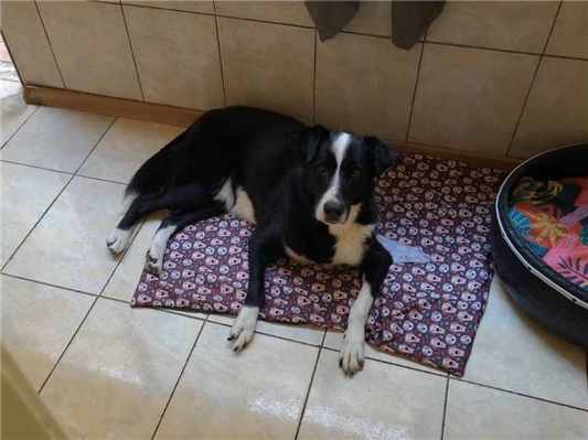 Cachorro cão para adoção Macho Grande 6 anos Acima 