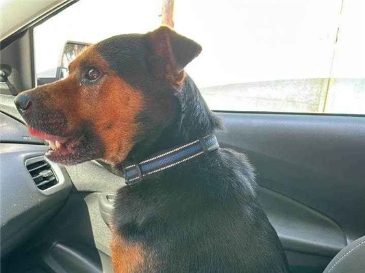 Cachorro cão para adoção Macho Médio  5 anos 