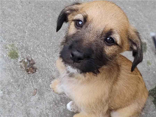 Cachorro cão para adoção Macho Médio  Abaixo de 2 meses 