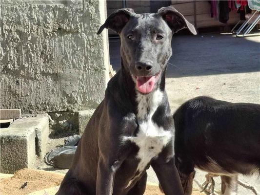 Cachorro cão para adoção Fêmea Médio  7 a 11 meses 