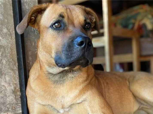 Cachorro cão para adoção Fêmea Grande 2 anos 
