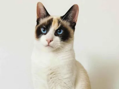 Gato SRD-ViraLata Pequeno 2-a-6-meses