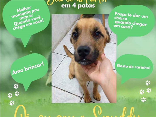 Cachorro cão para adoção Macho Médio  2 anos 
