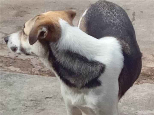 Cachorro cão para adoção Macho Médio  3 anos 