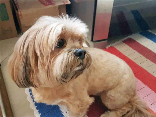 Cachorro cão para adoção Fêmea Médio  6 anos Acima 