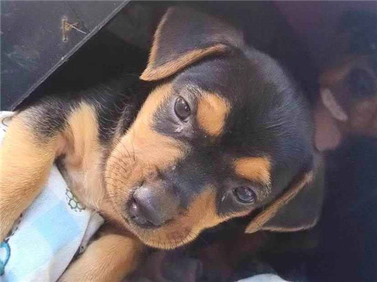 Cachorro cão para adoção Ambos Pequeno Abaixo de 2 meses 