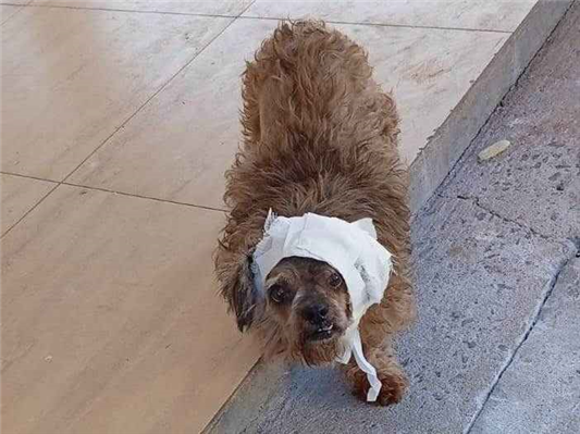 Cachorro cão para adoção Fêmea Médio  2 anos 