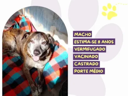 Cao SRD-ViraLata Medio 6-anos-Acima