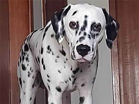 Cachorro cão para adoção Macho Médio  7 a 11 meses 