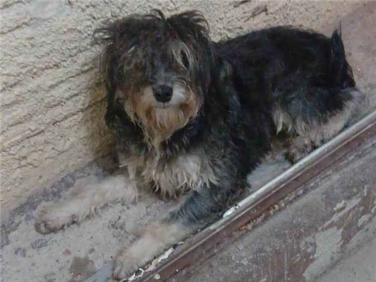 Cachorro cão para adoção Macho Médio  1 ano 