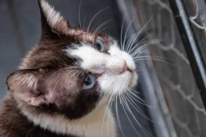 Gato SRD-ViraLata Pequeno 2-anos