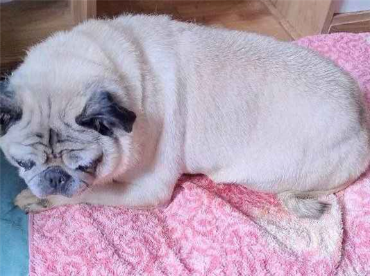 Cachorro cão para adoção Fêmea Médio  6 anos Acima 