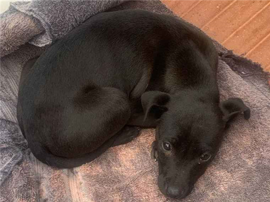 Cachorro cão para adoção Fêmea Pequeno 2 a 6 meses 
