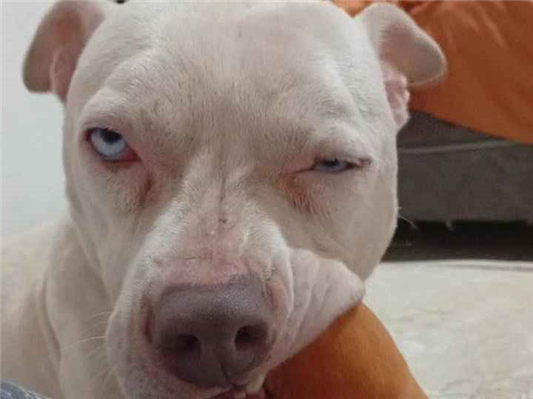 Cachorro cão para adoção Fêmea Grande 7 a 11 meses 