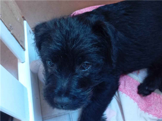 Cachorro cão para adoção Macho Pequeno 2 a 6 meses 