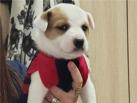 Cachorro cão para adoção Fêmea Médio  Abaixo de 2 meses 