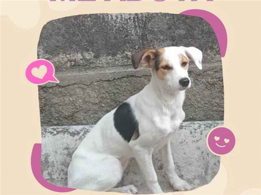 Cachorro cão para adoção Ambos Pequeno 2 a 6 meses 