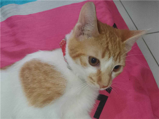 Gato para adoção Macho Médio 2 a 6 meses