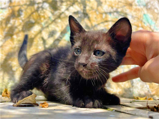 Gato - Ambos PequenoAbaixo de 2 meses