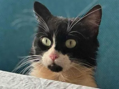 Gato SRD-ViraLata Medio 4-anos