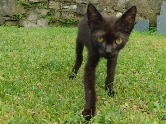 Gato para adoção Ambos Pequeno 2 a 6 meses