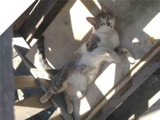 Gato para adoção Ambos Médio 3 anos