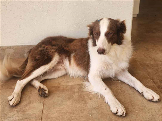 Cao - Macho Médio2 anos