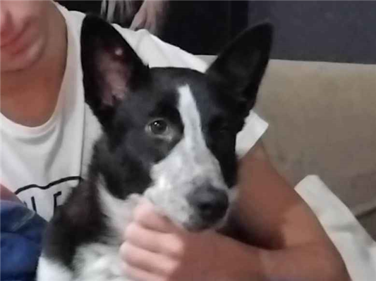 Cachorro cão para adoção Fêmea Médio  2 a 6 meses 