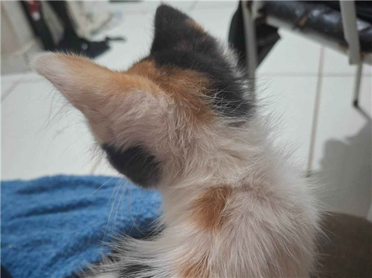 Gato para adoção Fêmea Pequeno 2 a 6 meses