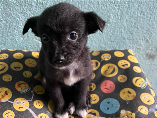 Cachorro cão para adoção Ambos Médio  2 a 6 meses 
