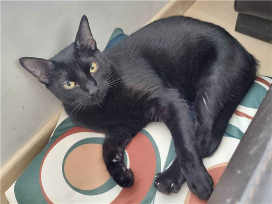 Gato para adoção Macho Pequeno 7 a 11 meses