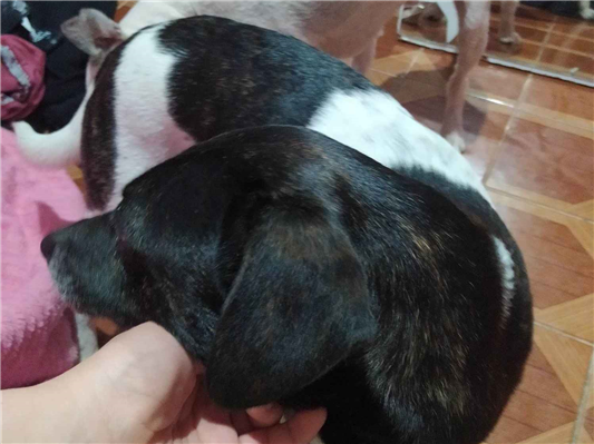 Cachorro cão para adoção Fêmea Médio  7 a 11 meses 