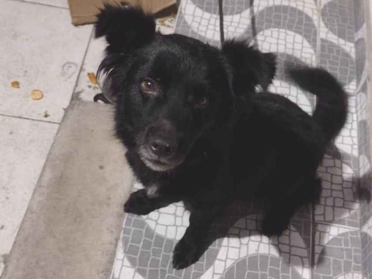 Cachorro cão para adoção Macho Médio  6 anos Acima 