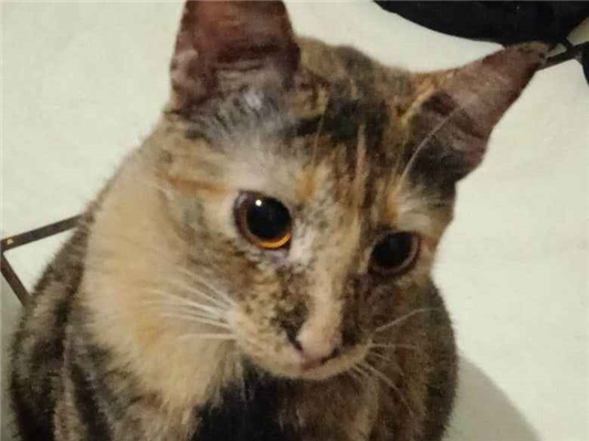 Gato Procura-Perdido Fêmea Médio 1 ano 
