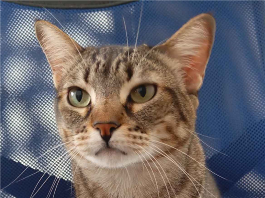 Gato para adoção Fêmea Grande 5 anos