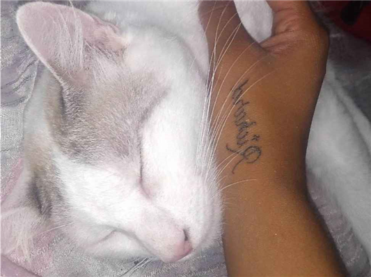 Gato para adoção Macho Grande 1 ano